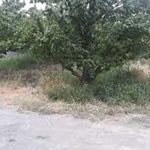 فروش باغ میوه جابان دماوند