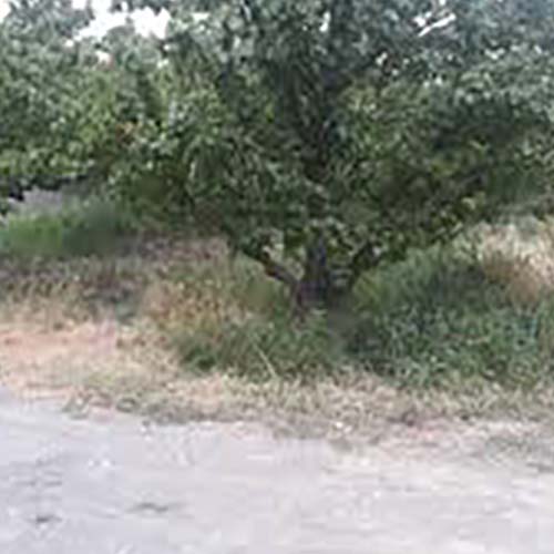 فروش باغ میوه جابان دماوند