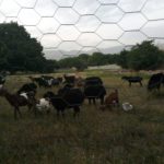 فروش زمین جابان