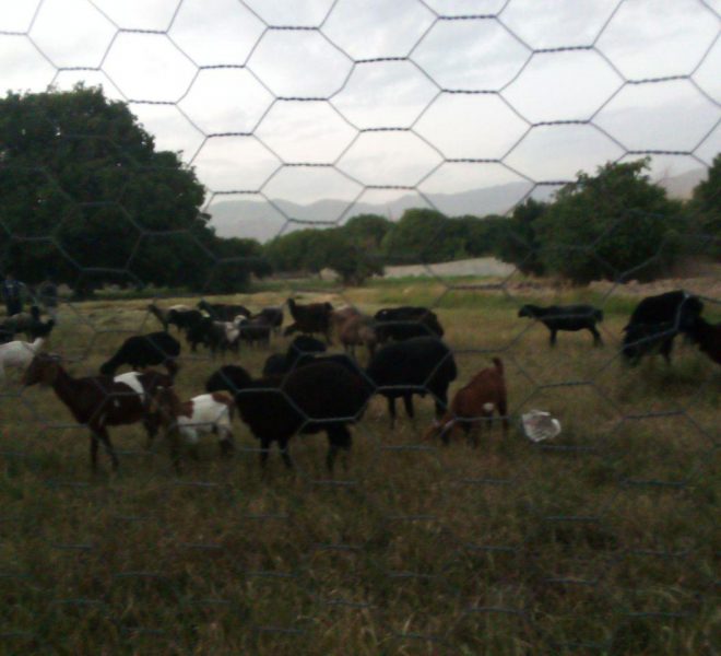 فروش زمین جابان