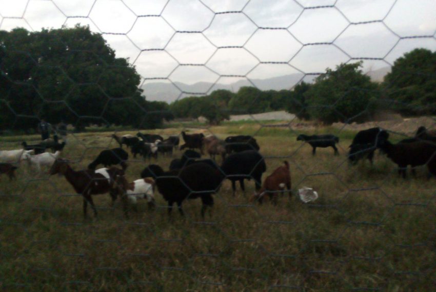 فروش زمین جابان