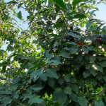 فروش باغ میوه جابان