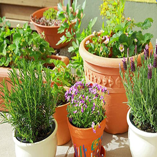 طراحی گل‌کاری فضای سبز حیاط ویلا در جابان