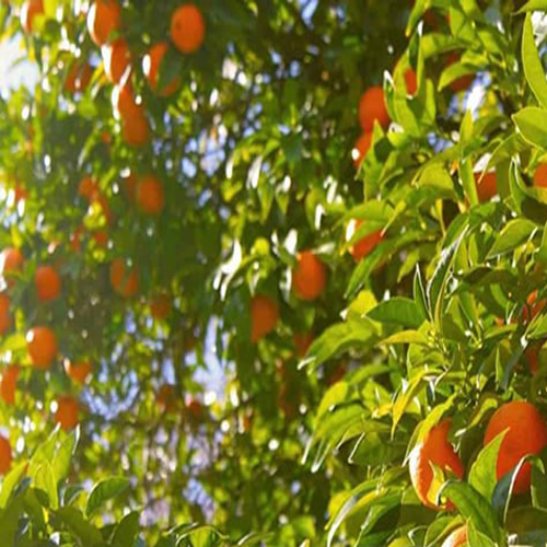 بافت باغی چیست و آیا قابل ساخت است؟